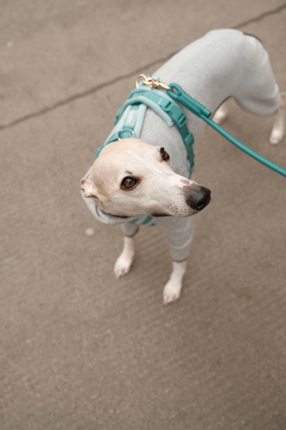 Dog walking essentials - What you actually need for every walk