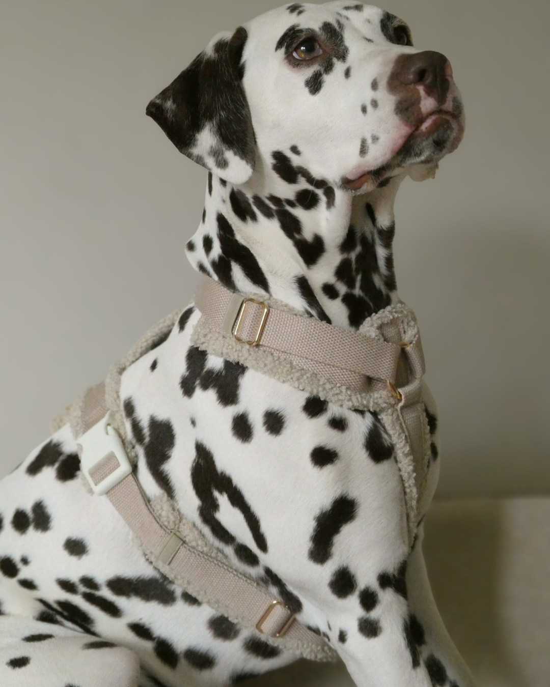 Teddy Harness - Cashew