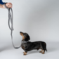 Zebra Dog Leash