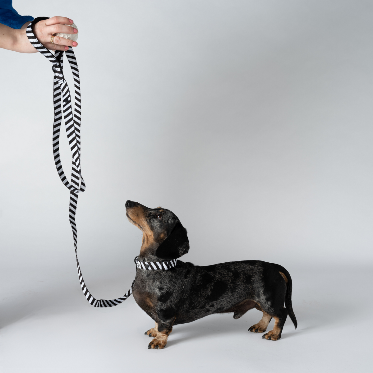 Zebra Dog Leash