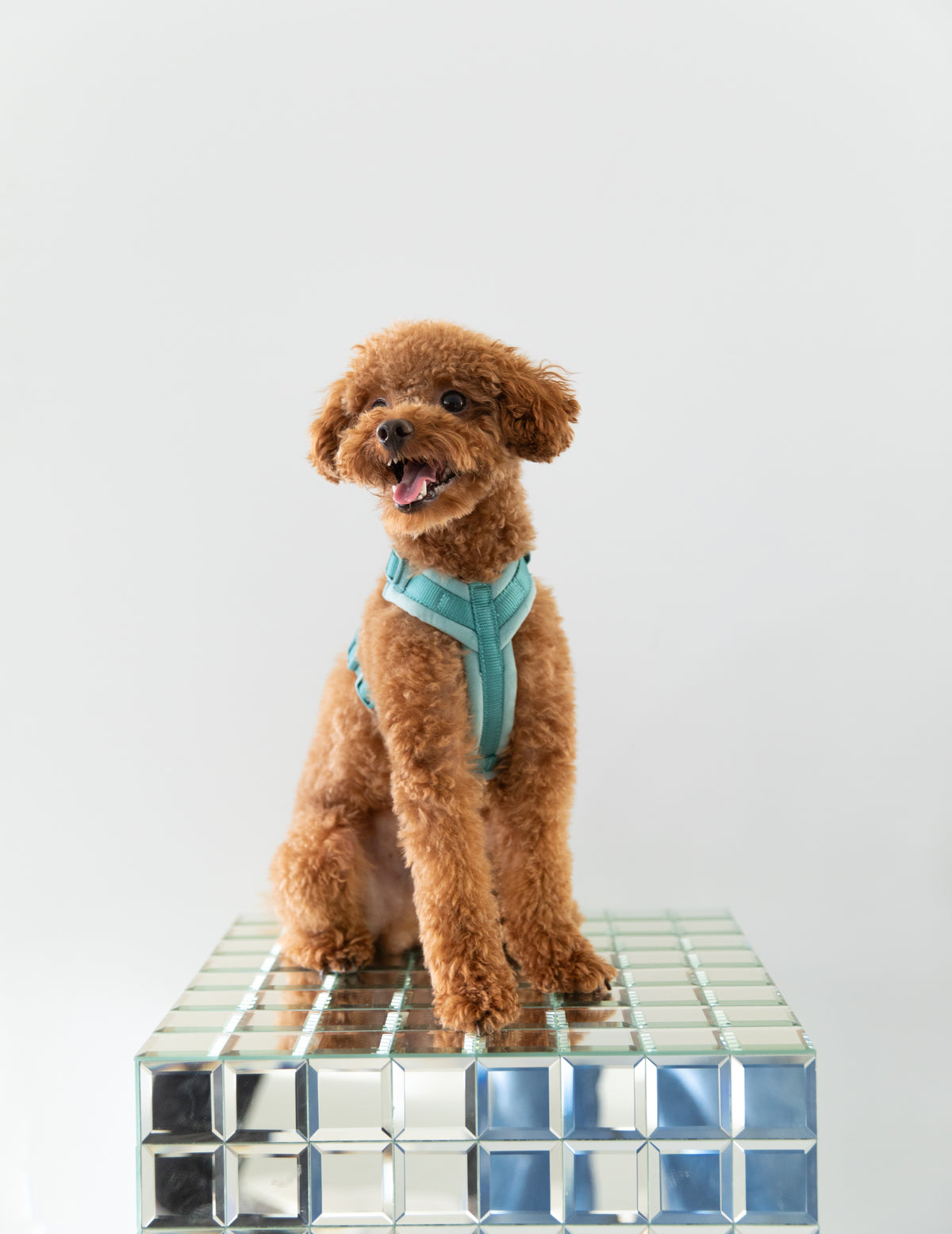 Velvet Dog Harness - Blue