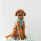 Velvet Dog Harness - Blue