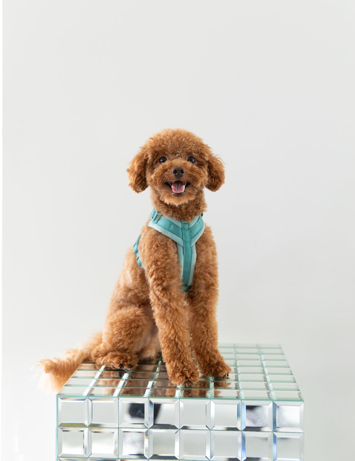 Velvet Dog Harness - Blue