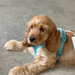 Velvet Dog Harness - Blue