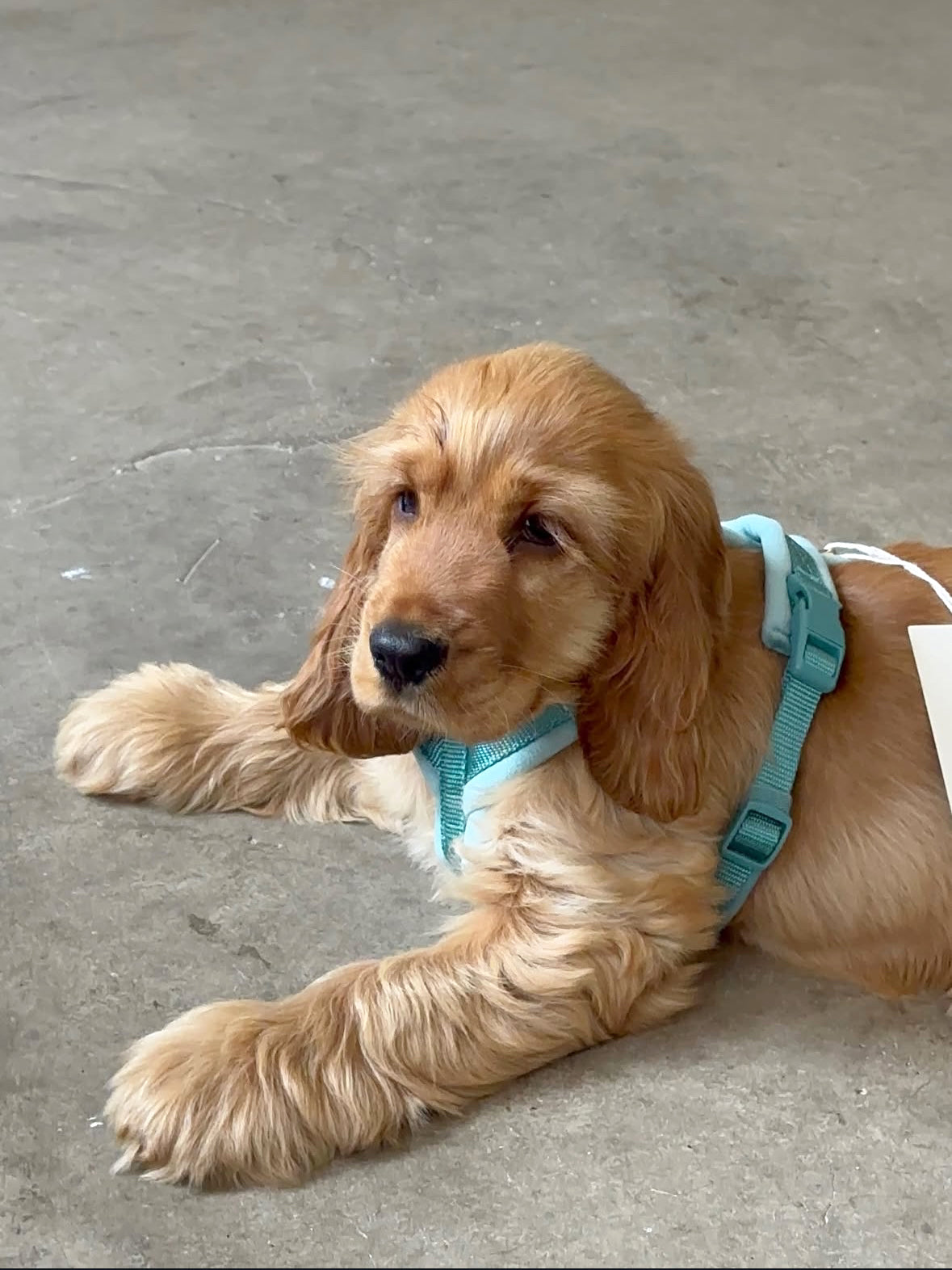 Velvet Dog Harness - Blue