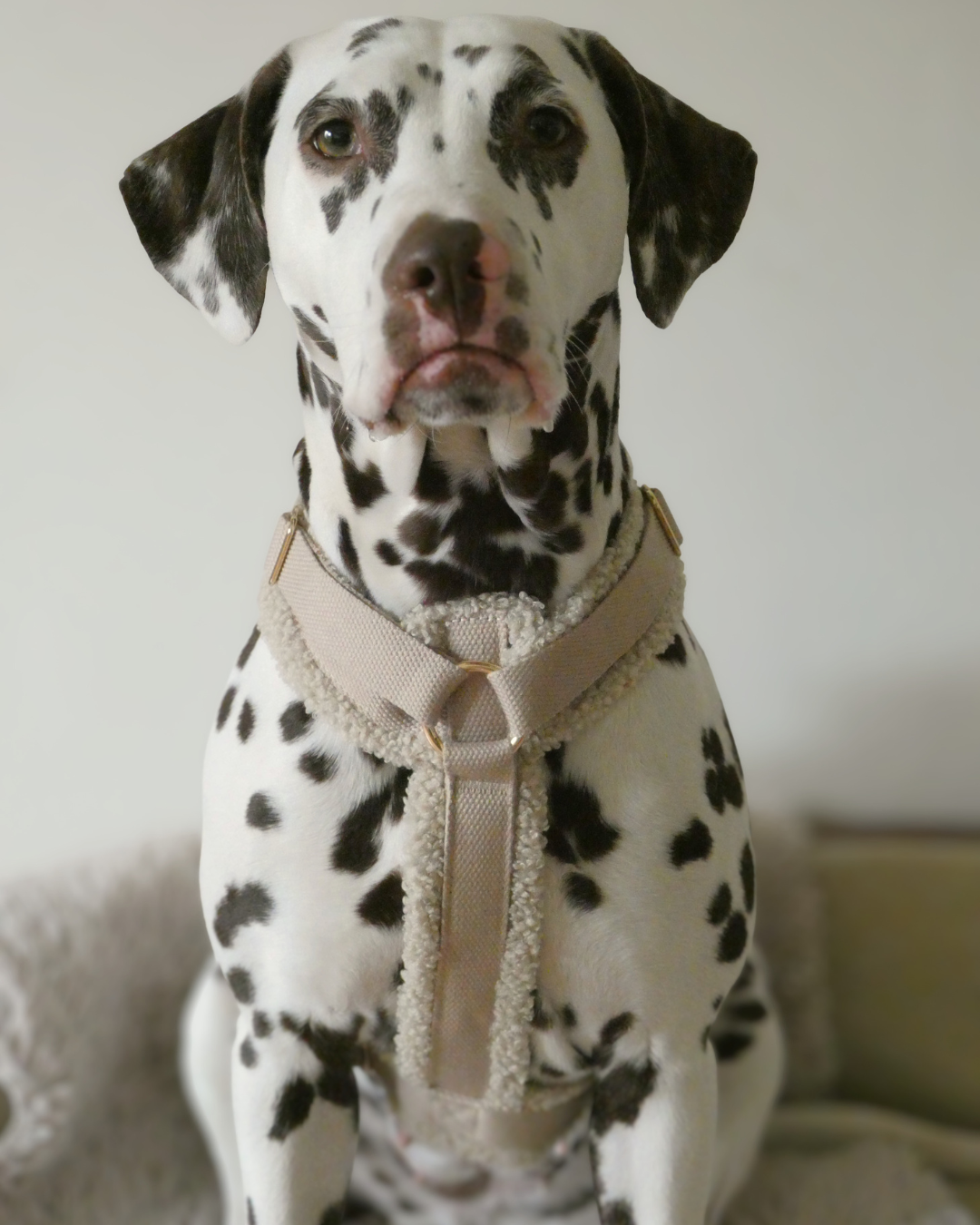 Teddy Harness - Cashew