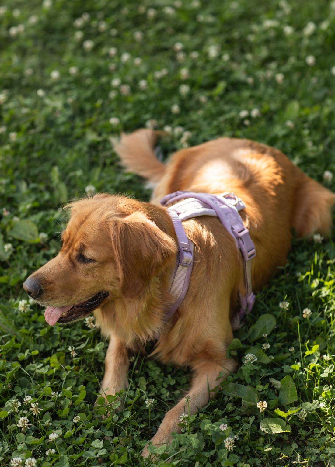 Velvet Dog Harness - Lilac