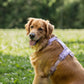 Velvet Dog Harness - Lilac