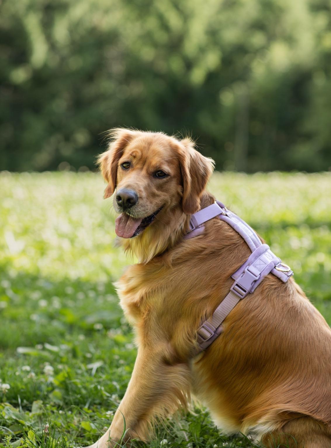 Velvet Dog Harness - Lilac