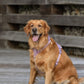 Velvet Dog Harness - Lilac