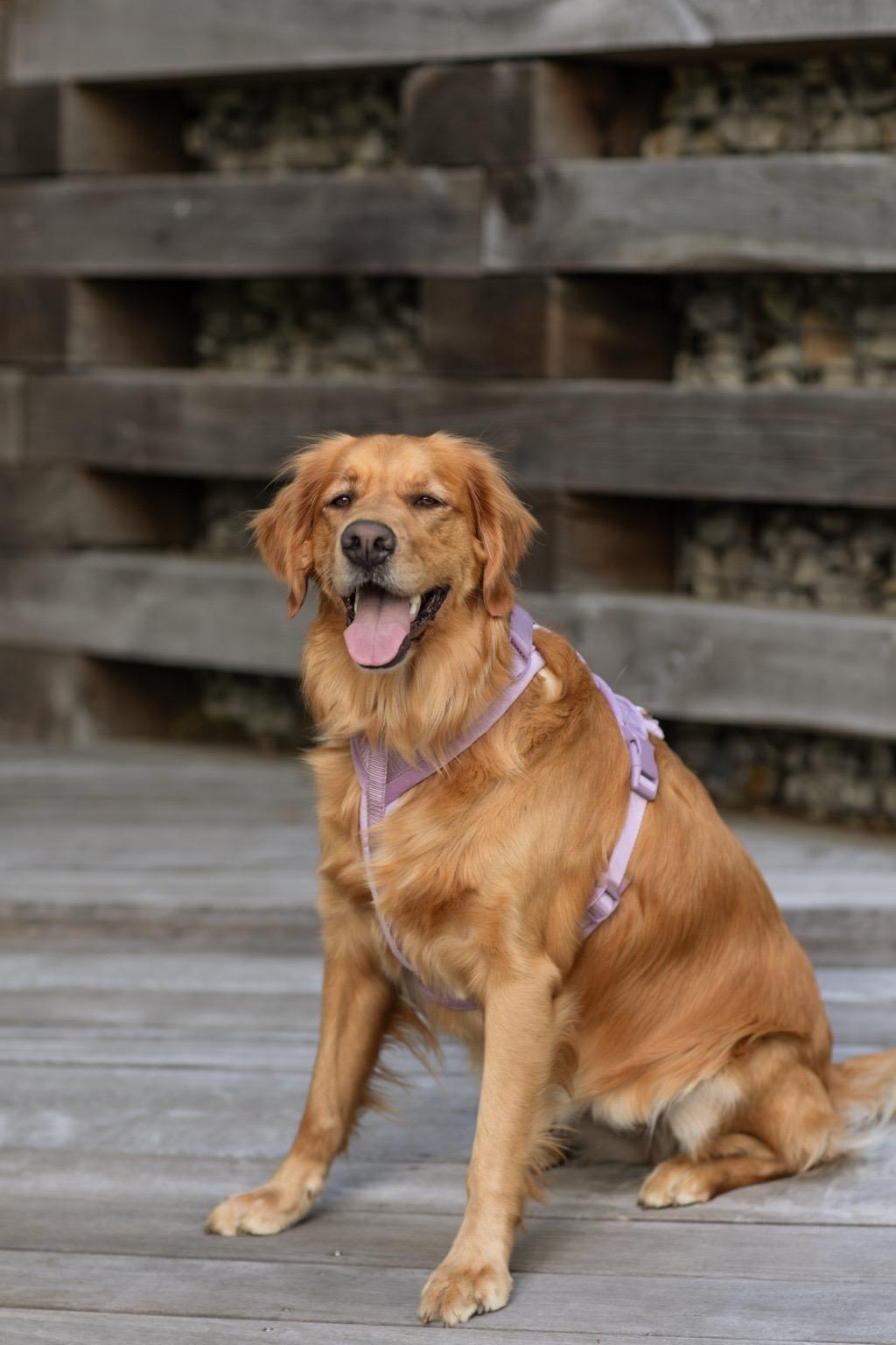 Velvet Dog Harness - Lilac