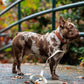 Vegan Leather Leash
