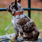 Vegan Leather Collar - Mocha