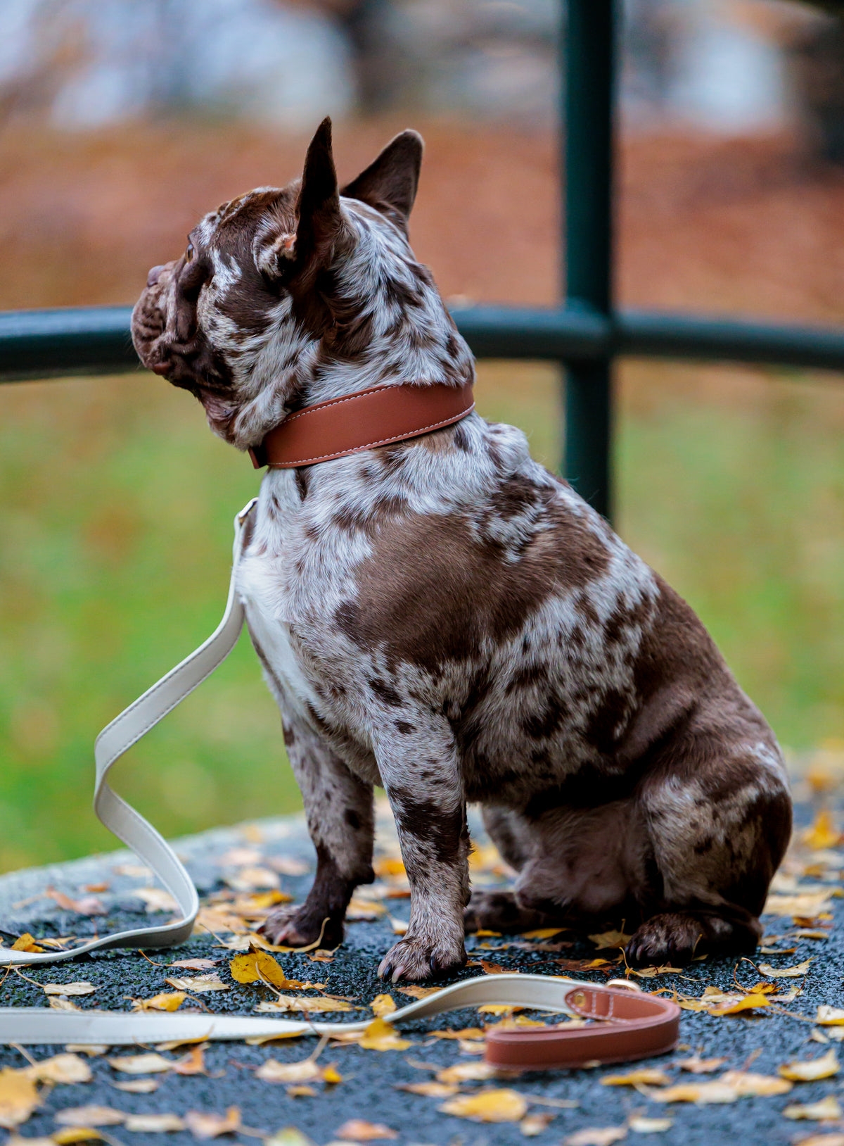 Vegan Leather Collar - Mocha