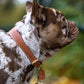 Vegan Leather Collar - Mocha