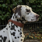 Vegan Leather Collar - Mocha