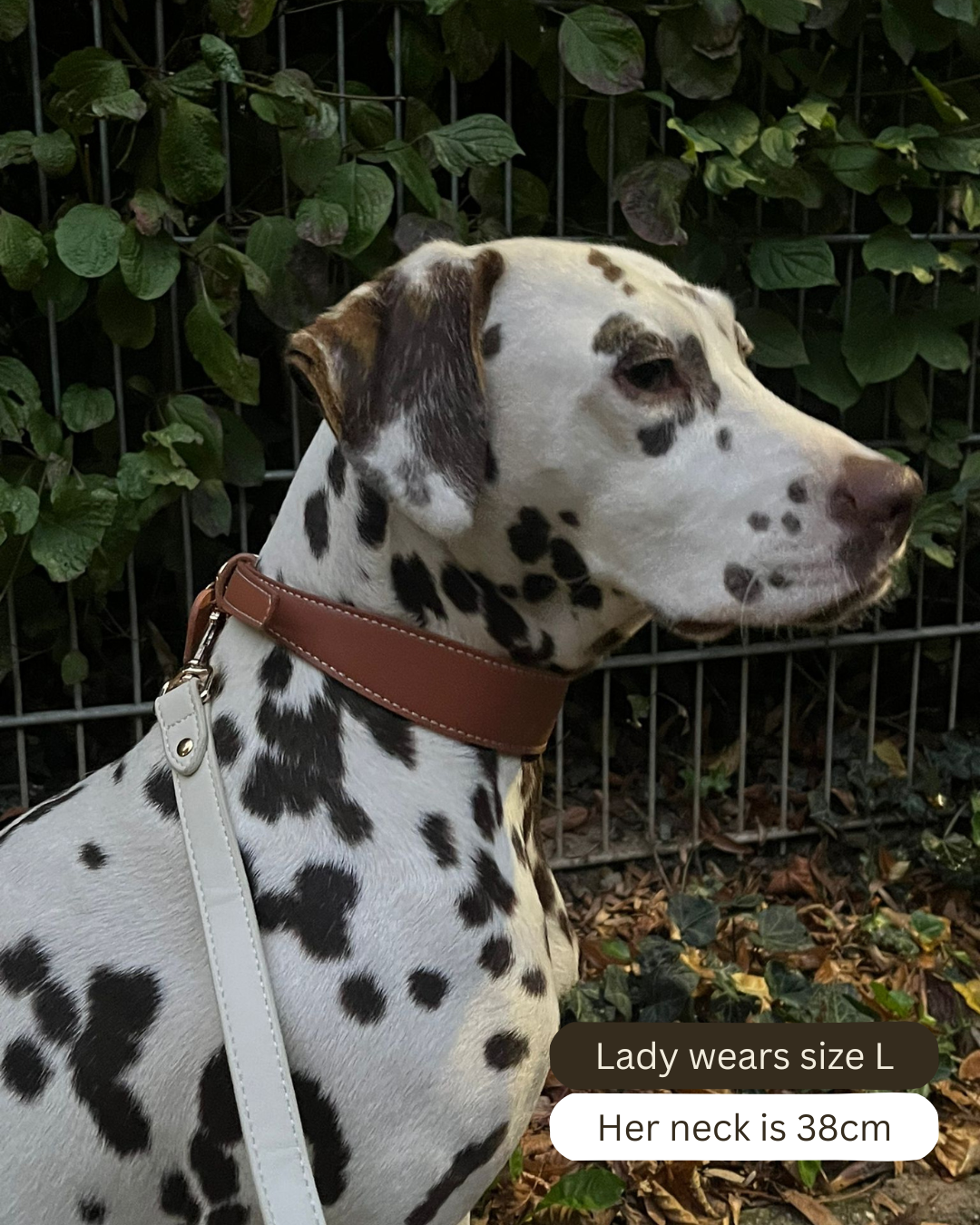 Vegan Leather Collar - Mocha