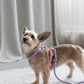 Dog Harness - Rainbow
