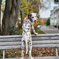 Dog Harness - Rainbow