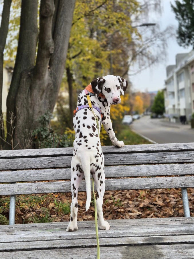 Dog Harness - Rainbow