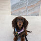 Dog Harness - Rainbow
