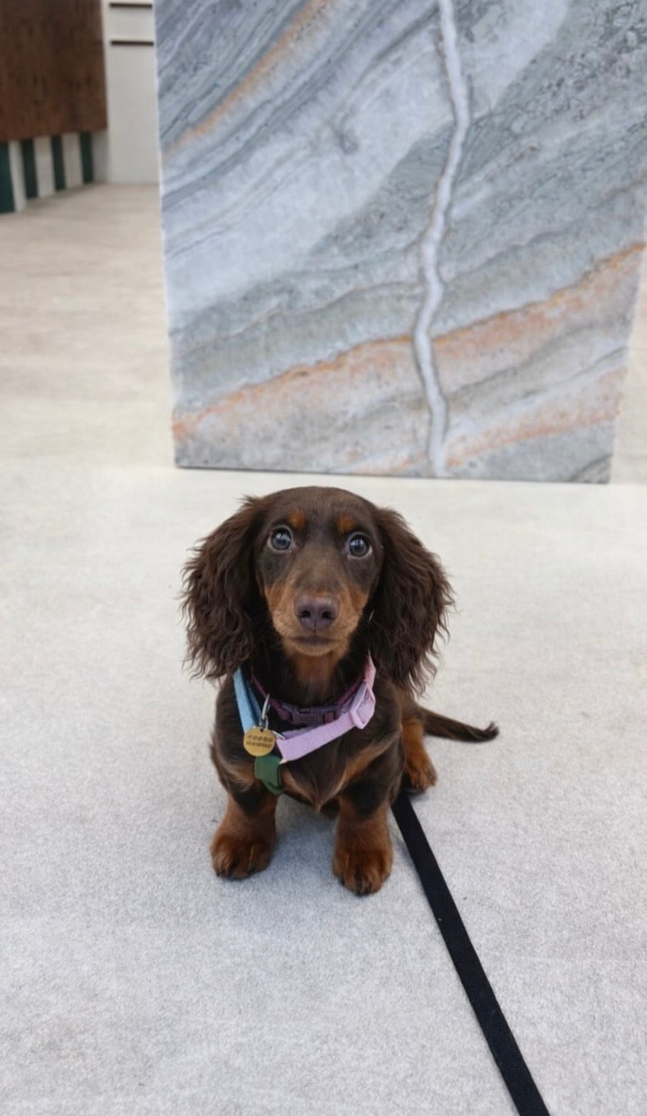 Dog Harness - Rainbow