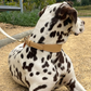 Vegan Leather Collar - Beige