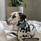 Vegan Leather Collars - Blue