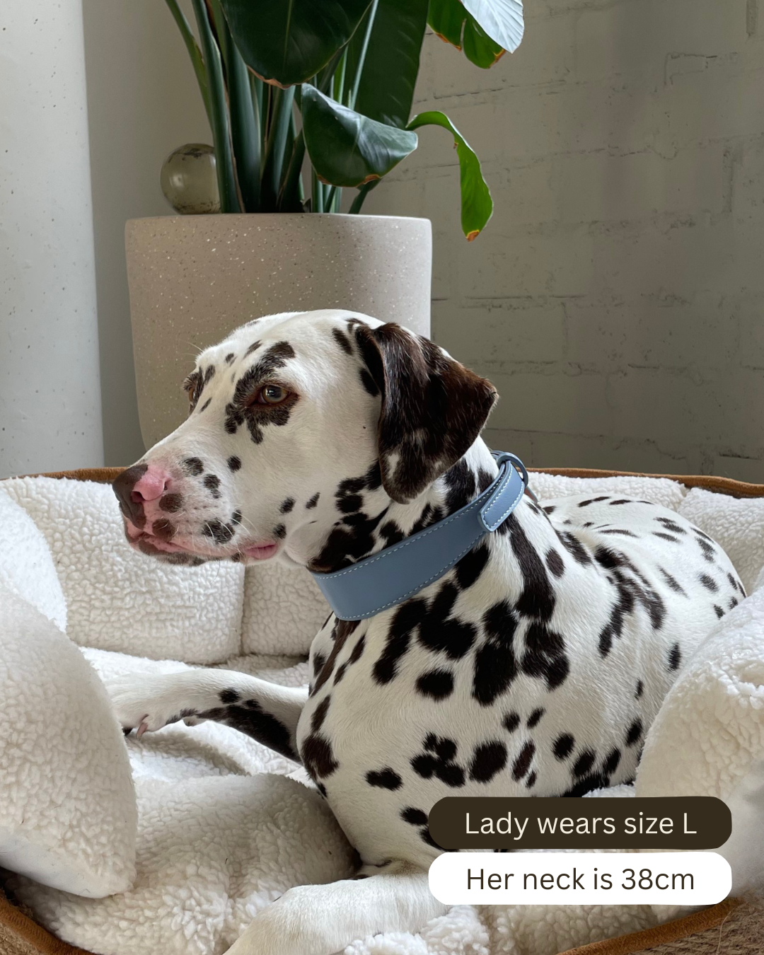 Vegan Leather Collars - Blue