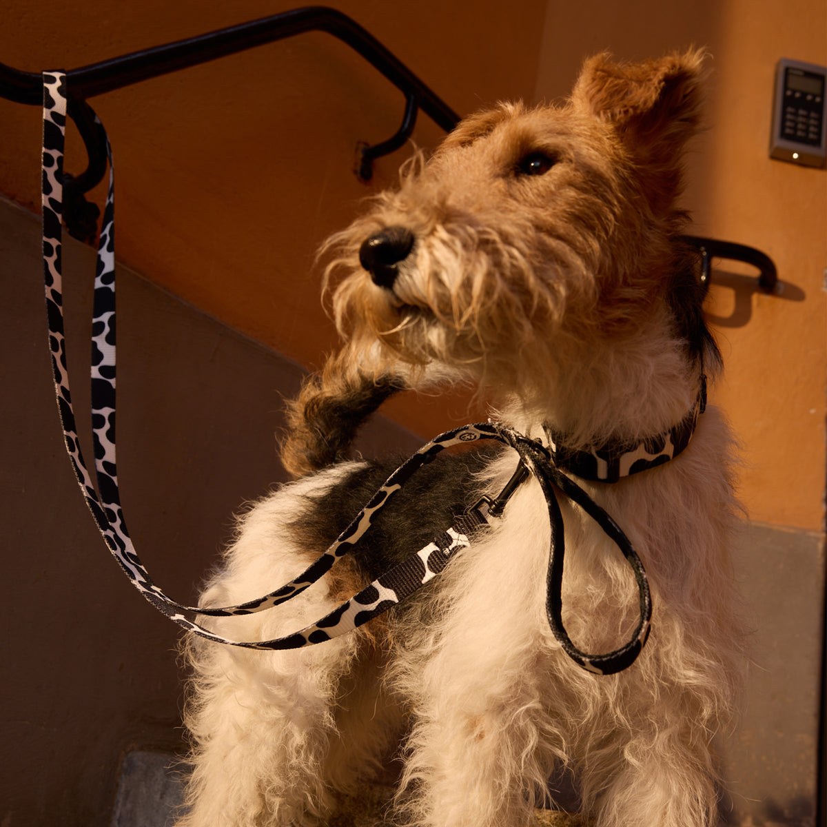Cow Dog Leash