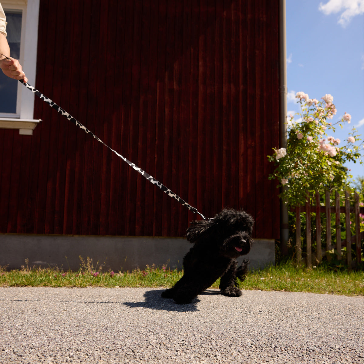 Cow Dog Leash
