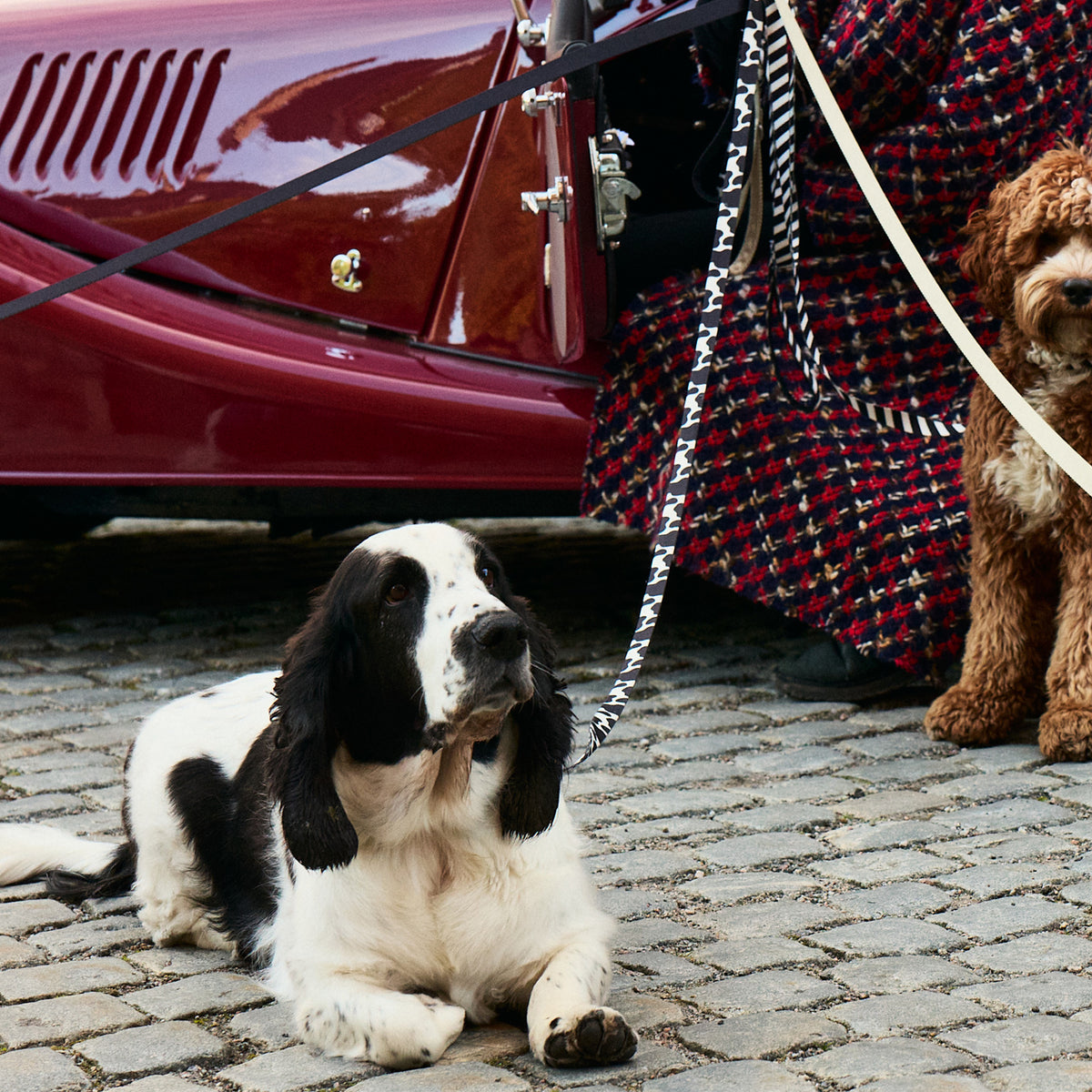 Cow Dog Leash