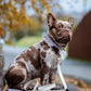 Vegan Leather Collar - Lilac