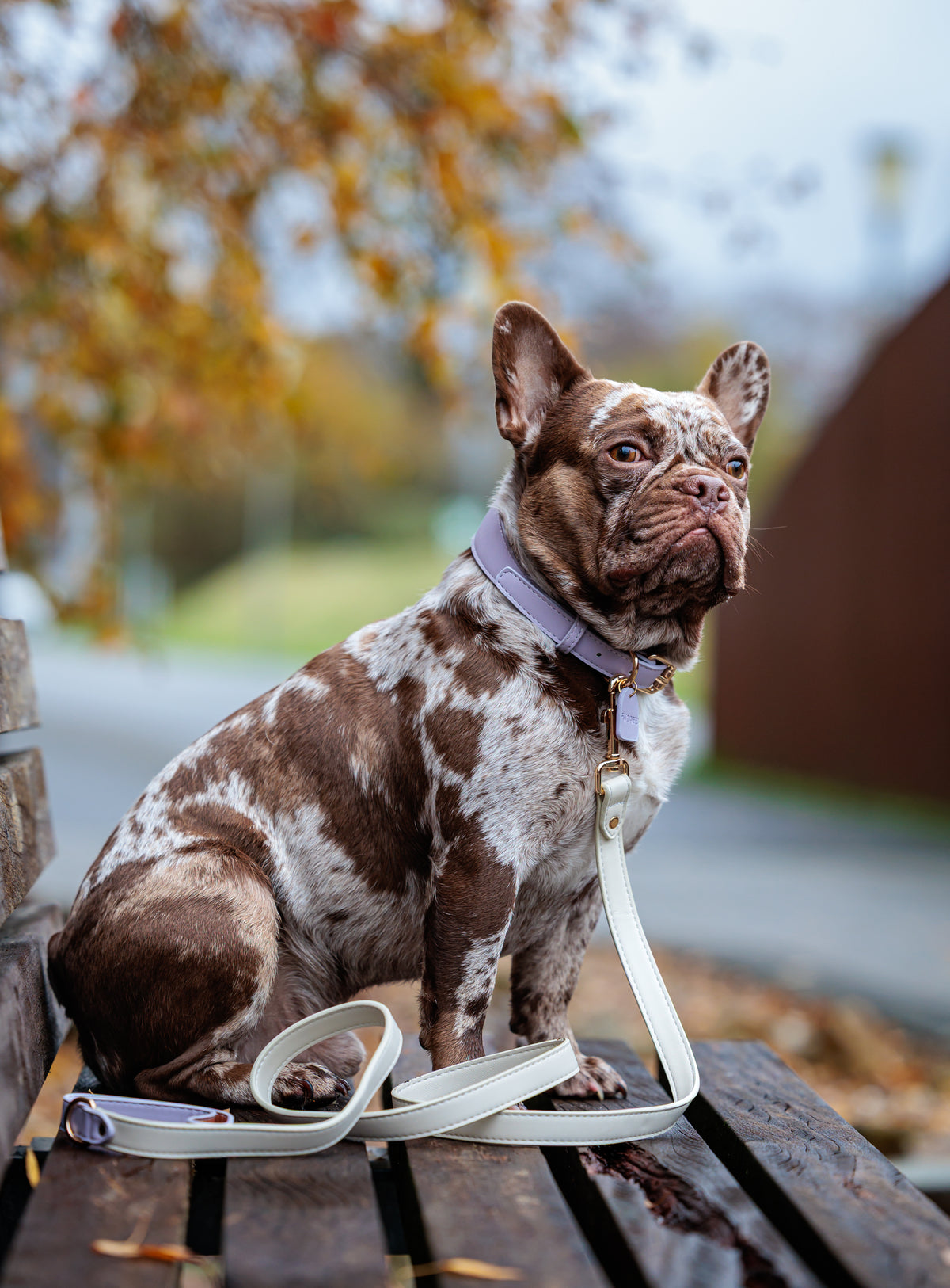 Vegan Leather Collar - Lilac