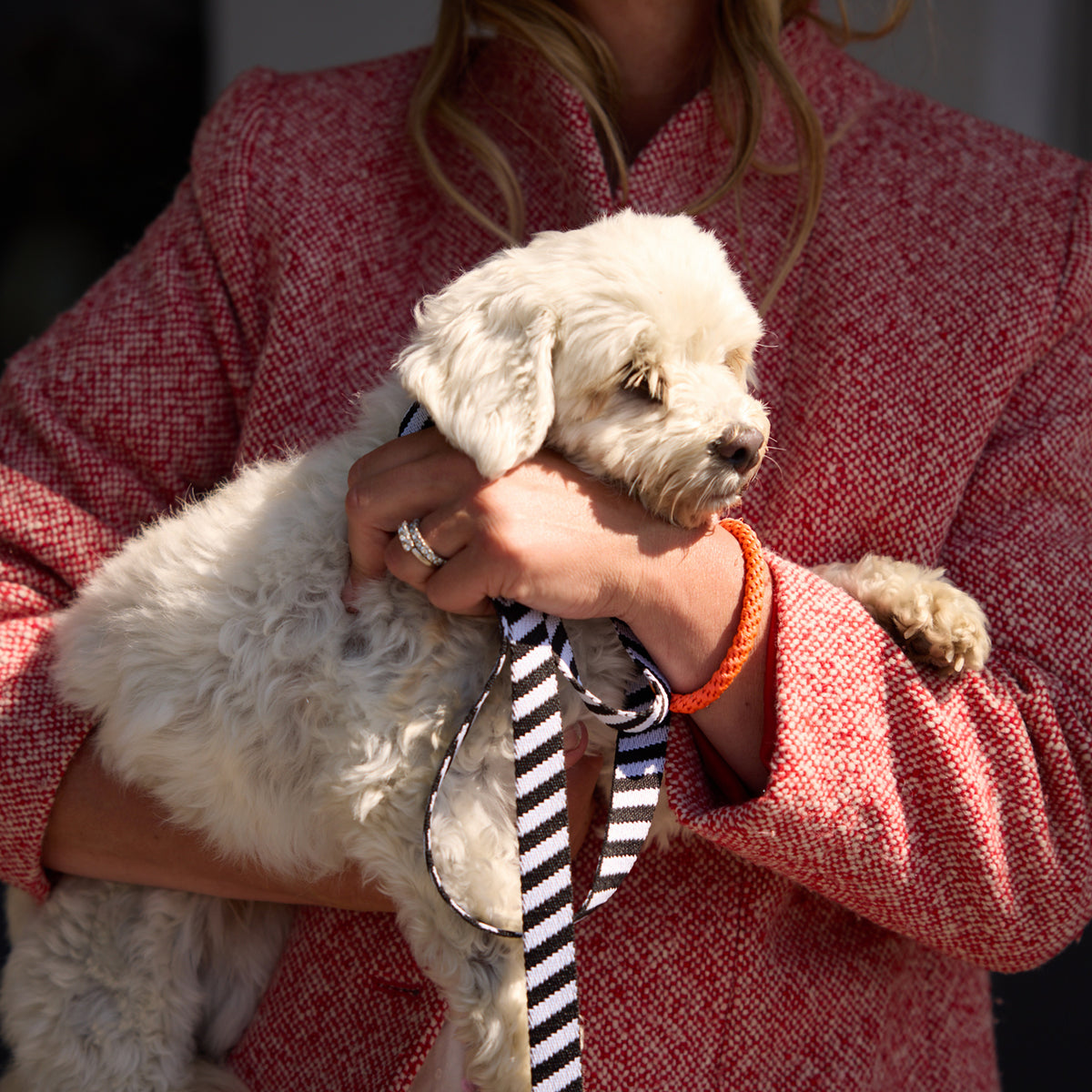 Zebra Dog Leash