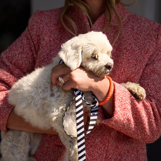 Zebra Dog Leash